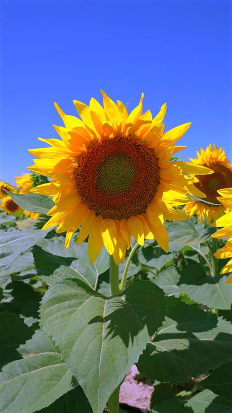 Neon glow element title effect background Stock Footage 284658507