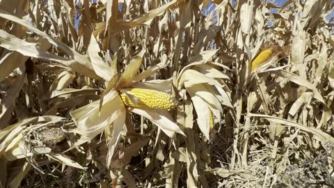 Neon glow element title effect background 스톡 동영상 289840890