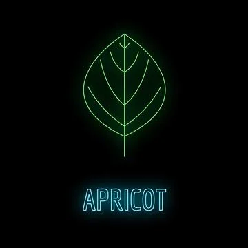 Neon glowing leaf with apricot text on black イラスト素材