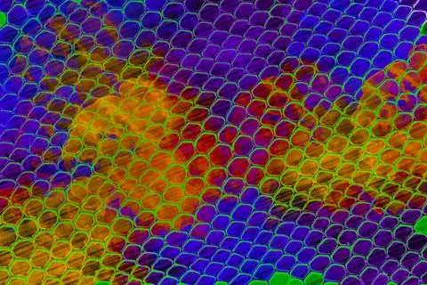 Neon Glowing Reptile Scale Texture with Blue Purple Orange and Green on Dar.. Stock Illustration