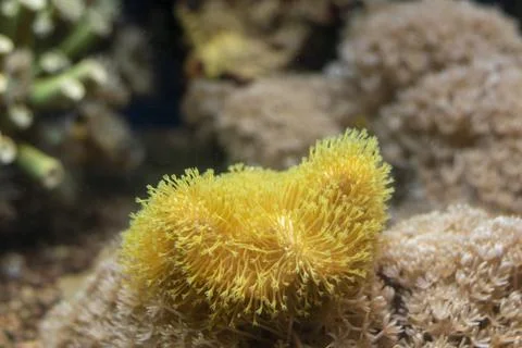 Neon Green Toadstool Leather is an  soft coral Stock Photos