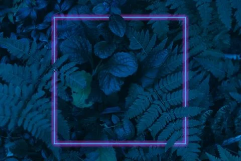 Neon light frame glowing behind leaves. Duotone creative background Stock Photos