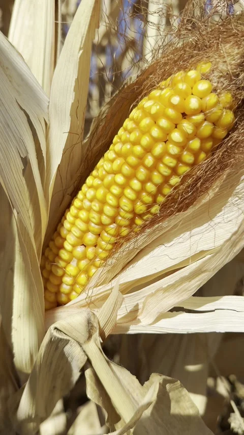 Neon Light Shapes 스톡 동영상 289840826