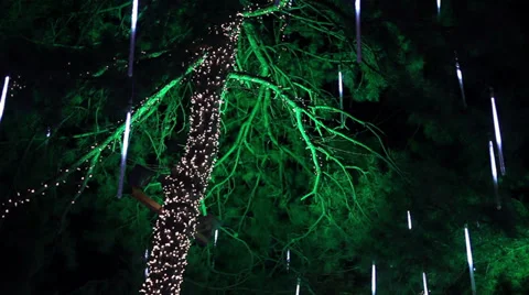 Neon lights flashing on the trees Video stock 29155283