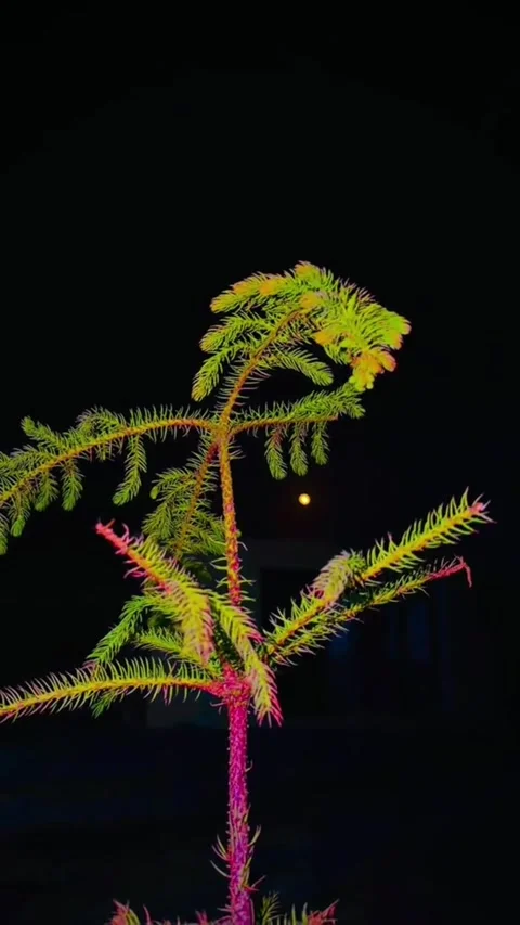 Neon pine tree branches against a dark night sky with a full moon Video stock 343698241