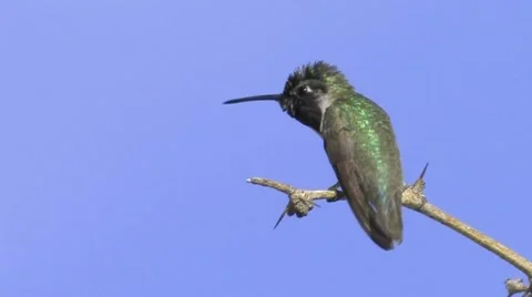 Neon-purple Gorget Flashes as Costa's Hummingbird Preens 스톡 동영상 44267222