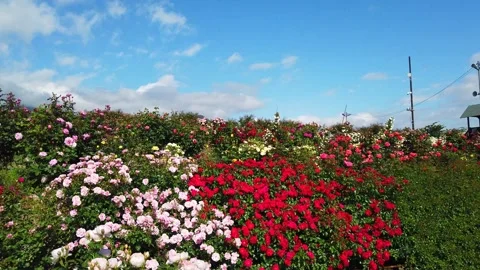 Neon Rose Viewing Stroll Video stock 333176774