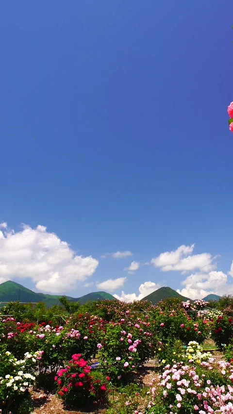 Neon Roses and Billowing Clouds Stock Footage 333222614