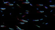 Neon Tetra Fish - Large School, Black Background.  Stock Footage