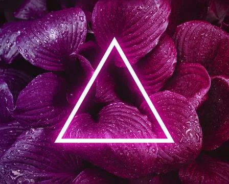 Neon triangle frame on vibrant violet leaves background. Natural textured Stock Photos