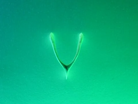 Neon vivid wishbone Stock Photos