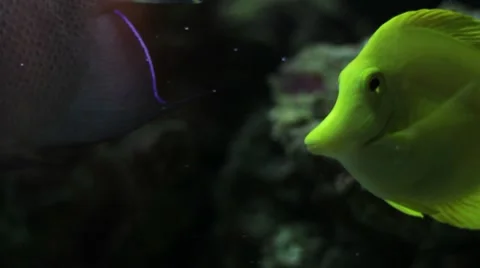 Neon Yellow Fish Stock Footage 7765402