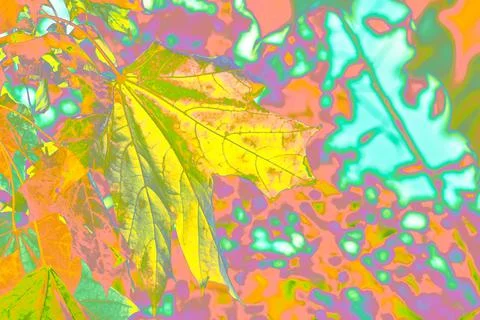 Neon yellow maple leaf and neon orange emerald Stock Photos