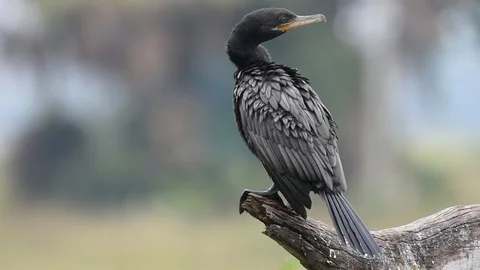 Neotropic Cormorant looking around Video stock 86205075