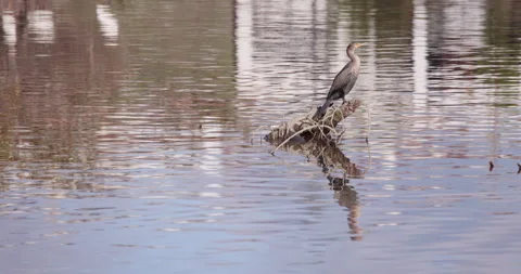 Neotropic Cormorant Perched on Log in Calm Water | Wildlife Bird Footage 库存影片 338372368