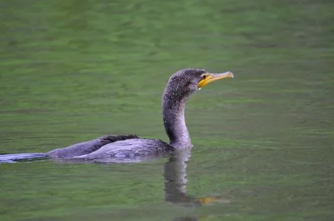 Neotropic cormorant Stock Photos