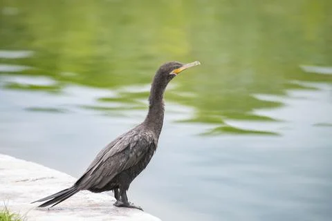Neotropic cormorant Stock Photos