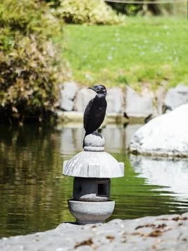 Neotropic cormorant Stock Photos