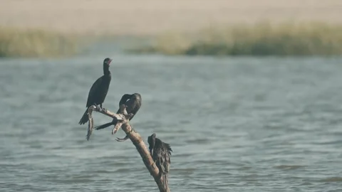 Neotropic cormorants perching on a dead tree branch emerging 스톡 동영상 344304977