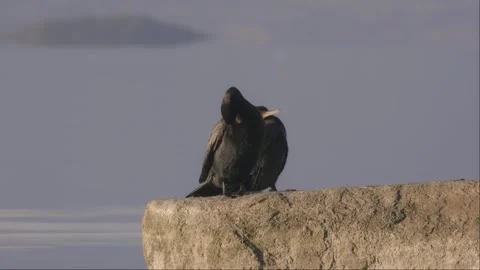 Neotropical Cormorant flapping to dry its wings on a rock in a quiet lake. Stock Footage 256641271