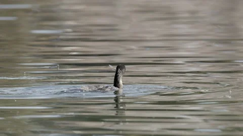 Neotropical Cormorant Predation Kill Carrying Shaking Fish Fishing Slow Motion Stock Footage 171312538