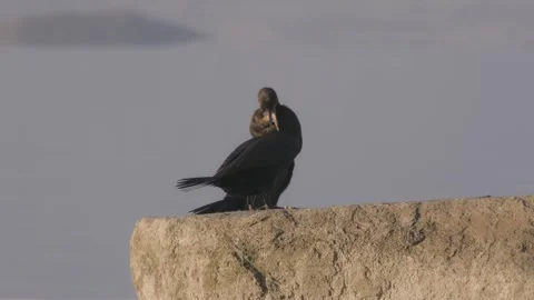 Neotropical Cormorant. Two birds scratching and preening Stock Footage 256641259