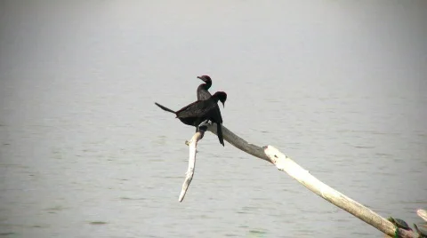 Neotropical Cormorants Stock Footage 70084