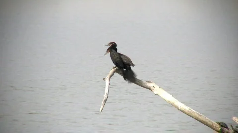 Neotropical Cormorants Stock Footage 70158
