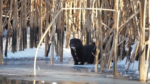 Neovison vison Stock Footage 327171241