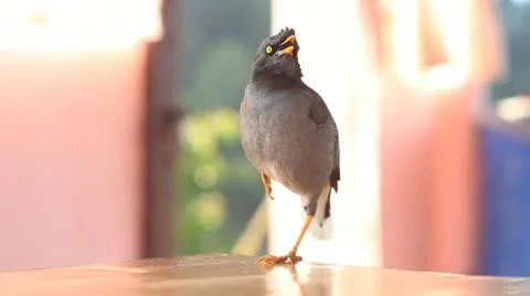 Nepal Bird talk Stock Footage 20501056