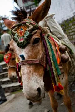 Nepal donkey Stock Photos