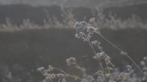 Nepal, Himalayas Stock Footage 98697657