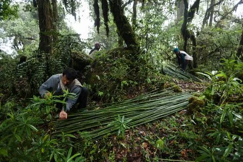 NEPAL - MAY 31, 2016: Two men collect cane in the woods on May 31, 2016 Stock Photos