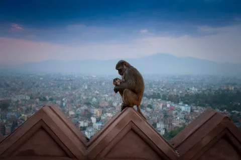 Nepal monkey and baby Stock Photos