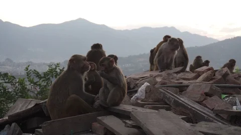 Nepal- monkey sitting with her babies Stock Footage 104342496