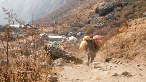 Nepal mules walking path Stock Footage 99363357