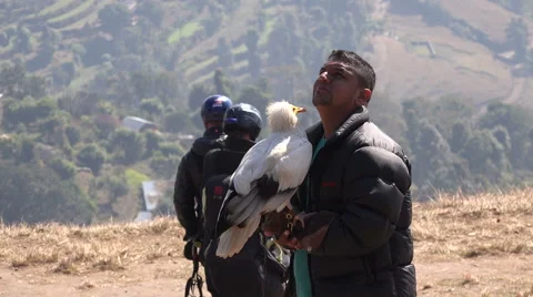 Nepal paragliding bird of prey eagle hawk thermals adventure sports Stock Footage 48789906