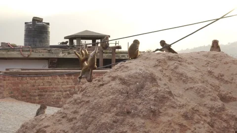 Nepal- static shot of two little monkeys playing Stock Footage 104342568