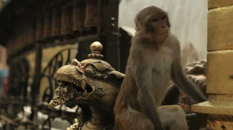 Nepal Temple Statue &amp; Monkey CU Vidéo 8688643