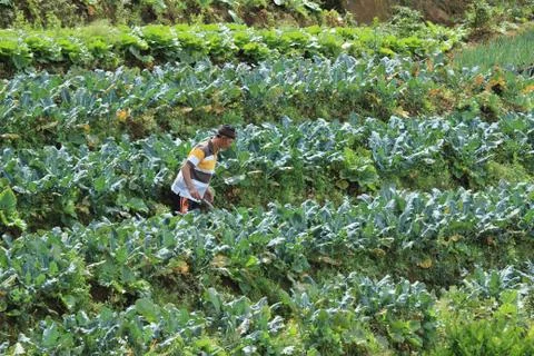 Nepal van Java is a rural tour on the slopes of Mount Sumbing, Central Java. Fotos de archivo