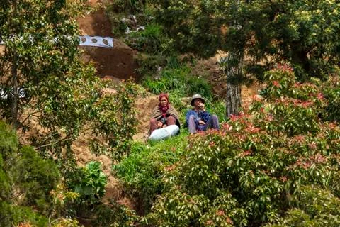 Nepal van Java is a rural tour on the slopes of Mount Sumbing, Central Java. Fotos de archivo