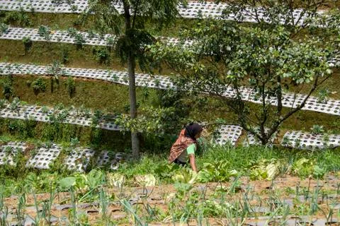 Nepal van Java is a rural tour on the slopes of Mount Sumbing, Central Java. Fotos de archivo