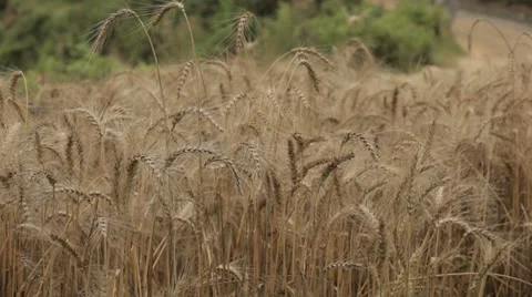 Nepal Wheat Field CU Video stock 8688835