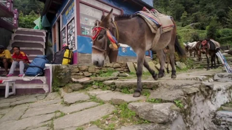 Nepalese Donkeys Walking Down Himalayan Trek Slow Motion. Stock Footage 85295995