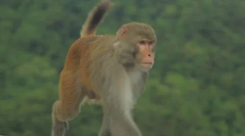 Nepalese Monkey Video stock 46095368