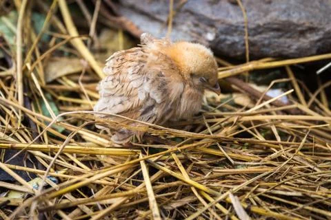 Nepali animals Foto stock