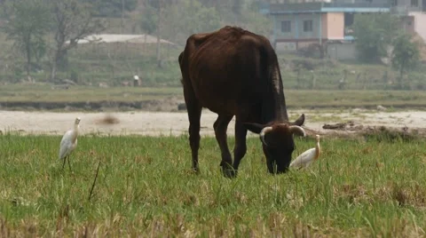 Nepali bull flanked by two herons Stock Footage 62297404