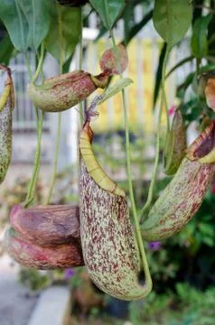 Nepenthe Stock Photos