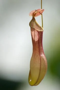 Nepenthe 写真素材