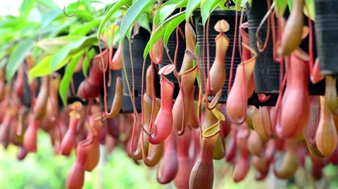 Nepenthes Stock-Footage 30581357